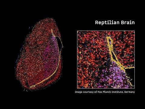 Molecular Cartography system provides 3D spatial genomics data