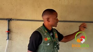 This is the Best Way to Start Poultry Farming Incaptta Agri-structures & Equipment | Kelvin Birioti