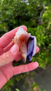 27K views · 966 reactions | Florida Fighting conch. Many Floridians pass this shell over because they are so common, but many would not pass this one because of the purple lip (a genetic variation), so pretty and not very common. **#purple #fightingconch #conch #shells #floridashells #naturesbeauty #unusual #hues #beachcombing #perfectfind #shell #seashells #beaches #islands #coastalvibes #vacation #hobbies #collect Video taken by Team Member Capt Colt | Reel Kind Fishing and Tours | Facebook