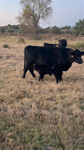 We have a new baby💕🐄 #babycalf#sosweet#wwcattleranch | WW Cattle Ranch LLC