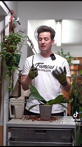 Attention Orchid enthusiasts! 🌿🌸 Ever wondered what to do when your precious orchid's flowers start to fall off? 🤔🌸 Watch this video to uncover the essential tips and tricks for caring for your orchids post-bloom. 📷 TannerThePlanter | Alicia's Secret Garden