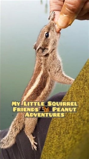 My Little Squirrel Friends 🐿️ Peanut Adventures 🥰🥜🐾 #squirrel #sorts ‪@tantraavi‬