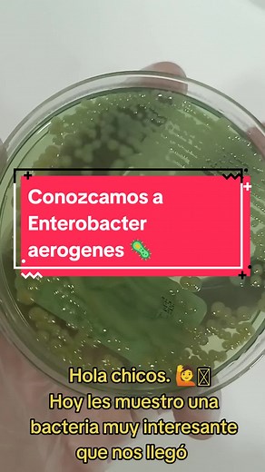 Enterobacter aerogenes en Agar CLED: Un Estudio Microbiológico