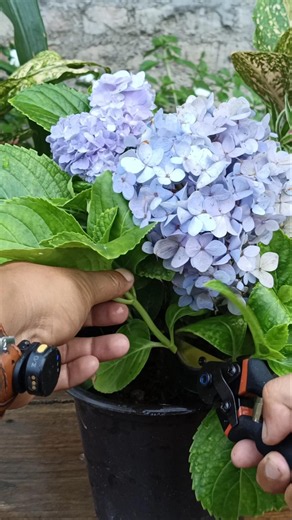Hydrangea Plant Propagation from cuttings 🌿#hydrangea #gardening #garden #plants