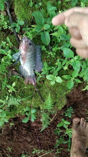 Baru turun Langsung Poin ikan nila #mancing #paserikan