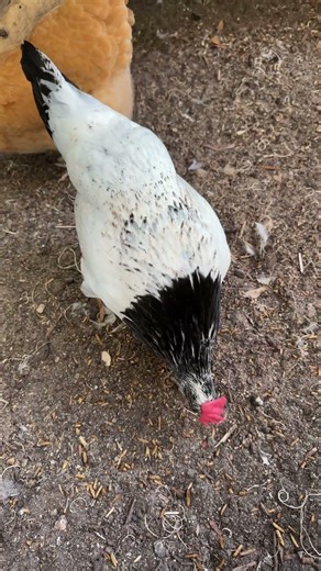 Sweet Eva Marie. #lakenvelderchicken #evamarie #chickensofyoutube #chickensaspets #backyardchickens