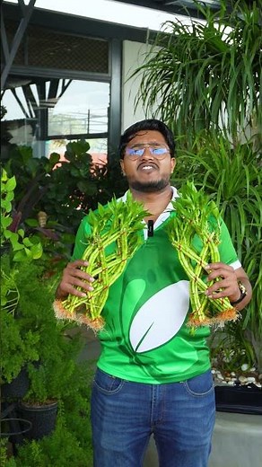 Unknown Lucky Bamboo fact that will surprise you!