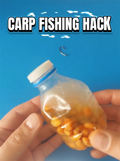 Boiled corn is one of the most popular baits for carp fishing. Letting the corn sit in grated garlic makes the smell stronger, helping carp find the bait faster and making it more attractive in the water. Carp love boiled corn… but add grated garlic and it becomes even better! 🧄 The strong scent spreads in the water and helps carp locate the bait much faster. #fishing #fishinglife #carpfishing #carp #fishingtiktoks