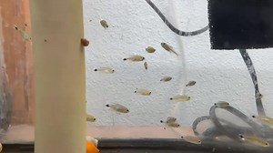 18 reactions | Kitty Tetra A lesser-known charmer from South America’s calm, forest streams, the Kitty Tetra features a soft silver sheen with subtle markings. Peaceful and schooling, they do best in groups of 6+ in well-planted tanks with soft, slightly acidic water (72–79°F). Ideal for calm community aquariums, they thrive in a serene, natural setup. | Pet Zone Tropical Fish, San Diego, California | Facebook