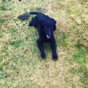 Watch until the end 😂 Cocker vs Collie vs 🌭 #cockerspaniel #bordercollie #minidachshund | absoluteDOGS