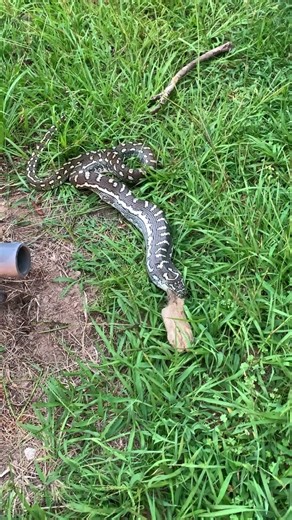Met this carpet python while I was walking 🐍