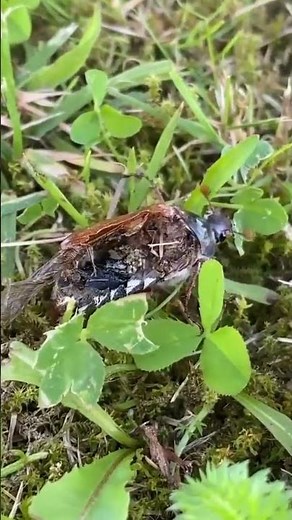 zombie cockroach | Wild Animals