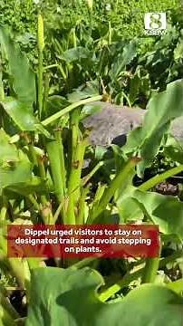 Viral Calla Lily Valley flowers cut down at Garrapata State Park