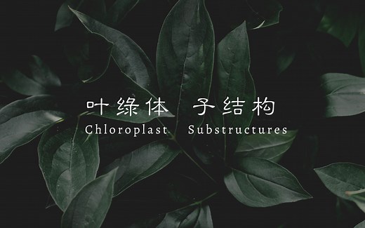 一口一个的生物小知识：叶绿体子结构【Chloroplast substructures】【中英双语】【生物化学】【科学科普】