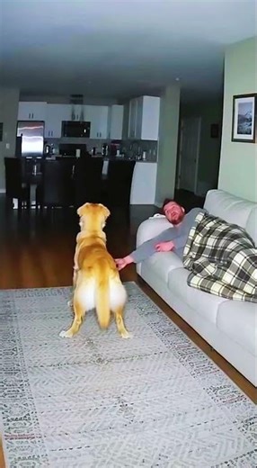 Man Sleeping… Dog Barks at Something Unseen 😱🐶