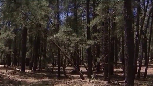 9 horses found shot, killed in eastern Arizona