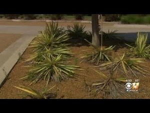 Gardening 101: Xeriscape Plants