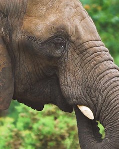 22 reactions | Discover a once-in-a-lifetime overnight adventure at our luxurious Elephant Safari Lodge. An experience unlike anywhere else in the UK  | West Midlands Safari Park | Facebook