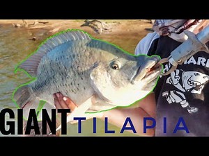 catching ENORMOUS Tilapia (bream/kurper) off the boat in Zimbabwe