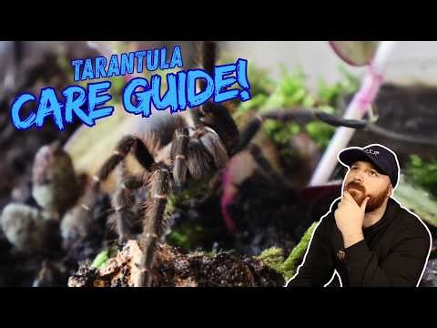 Tarantula Beginner Guide! How To Care For Your Spider