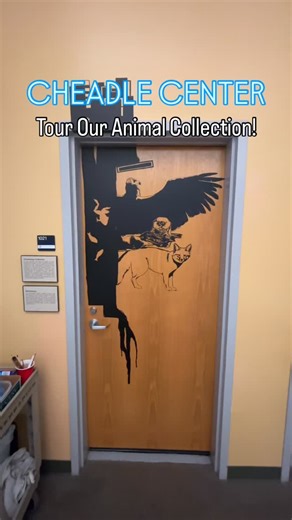 We’re back with another collections tour! This time our dear undergrad researcher @cultured.bacteria gives us a tour of the vertebrate collections room! 🐺🦫🐾 Vertebrates include a wide range of animals, from mammals to birds to pretty much anything with a spine 🩻 The species shown here are just a taste of what we have in our massive collection (over 32,000!) and they have a very important role in the study of the vertebrates along the California coast! 🌅 We can’t wait to show you our insect 