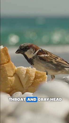 House Sparrow | common bird around | Birdie learning #shorts