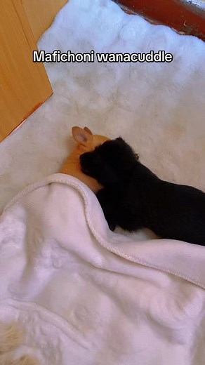 Understanding Dog Breeds: Cuddle-Compatible Choices