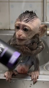 Monkey Bibi on Reels