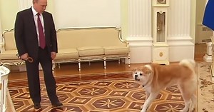 Quand les chiens de Vladimir Poutine marquent les esprits...