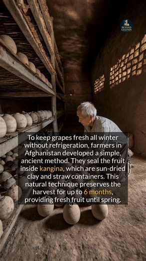This ancient Afghan method uses clay pots to keep grapes fresh for up to six months. #history #ancient #survival | Beyond Legends