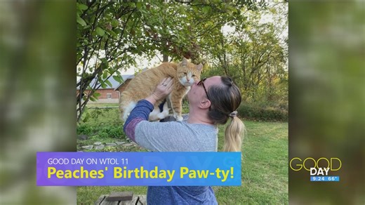 A birthday 'paw-ty' for a special museum cat | Good Day on WTOL 11