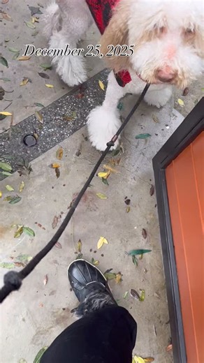 Dec 24 on Skidrow in the rain, Pet supplies Provided Dec 25 Studio City Encampment Donations drop Dec 26 Donations Accounting Dec 27 Pet supplies Provided Dec 28 Pet supplies Provided Dec 29 Pet Donations Pick Up big Computer Crash Dec 30 Doggie Bag Drop Accounting Dec 31 Pet Donations Pick Up & Final Year-End Donations Accounting …Just another week at #MissionWellington & his TreatsForPups.com 501c3 animal nonprofit 🐾 🐾🐾🐾🐾🐾🐾🐾🐾🐾 Wellington jr is THE Supervisor of the MissionWellington 