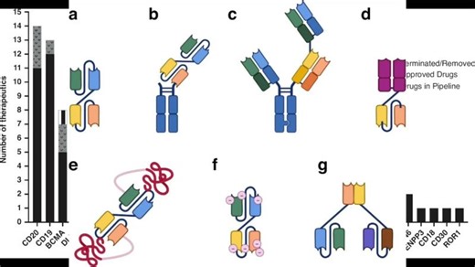 T cell engagers: expanding horizons in oncology and beyond | Vertex Biopharm Consulting