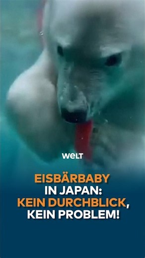 At the Oga Aquarium in Japan, a polar bear cub curiously explores its new toy and causes a stir
