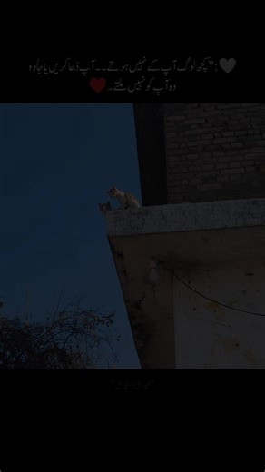 Reflecting on My Dairy Journey