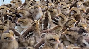 Brown leghorn baby chicks hatching out at cackle hatchery | Cackle Hatchery