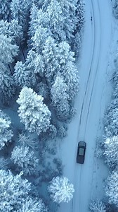 Trees, Snow, Adventure. Free Stock Video