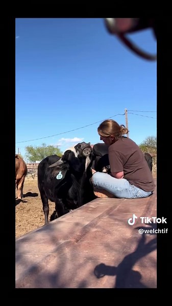 Jungle Nader: Progress of a Young Bucking Bull