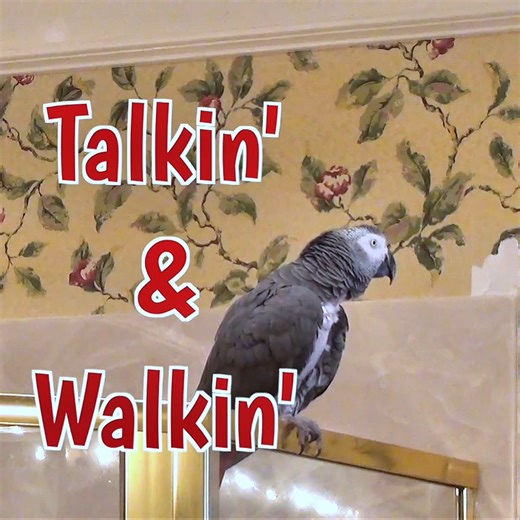 25K views · 1.3K reactions | Join Einstein the parrot as he takes a...