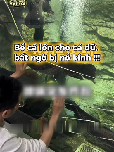 Bể cá toàn thú dữ bất ngờ bị nổ kính Phần 1 #cacanh #nuoica