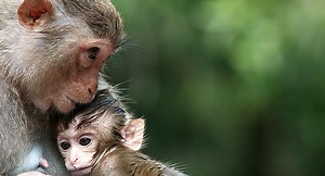 Monkeys and Emotion
