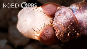 Like the beloved butterfly, a house fly goes through an incredible metamorphosis. To make its grand entry into the world, it deploys a specialized, fluid-filled balloon on its head called the ptilinum (till-EYE-num) to break open its pupal casing, freeing itself to buzz around your kitchen. | Deep Look • PBS