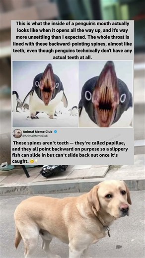 The inside of a penguin's mouth looks nothing like you'd expect 🤔