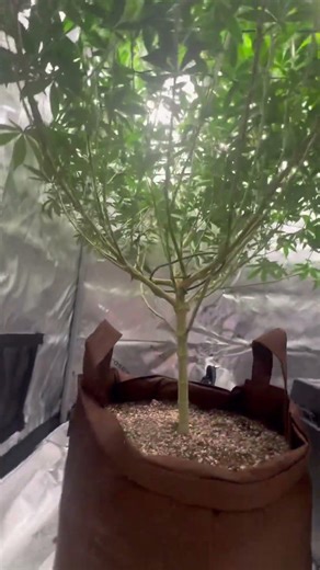 Any tips on defoliation 1 week into flower?