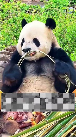 Pourquoi ce PANDA ne sait pas manger ? 🐼 #panda #animauxmignons #histoireincroyable #zoo #nature