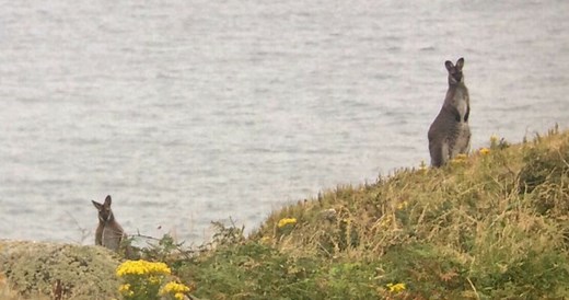 How a colony of wallabies made an island off Dublin their home