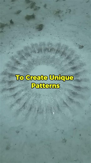 Patterns Found In The Ocean Floor #facts #nature #animals