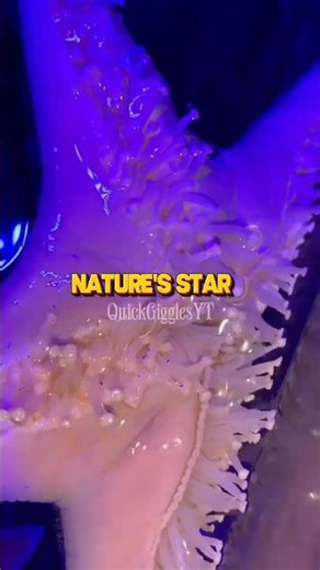 The Animal That Walks on the Ocean Floor 😳🌊