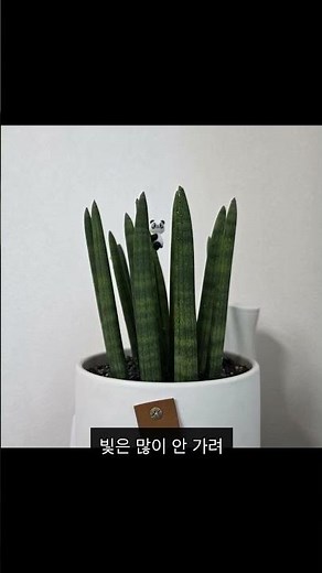스투키, 물주기 한 번으로 끝! 🪴 실내 공기정화 식물 8위 | 한눈에식물 #스투키 #실내식물 #공기정화식물 #한눈에식물 #식물키우기