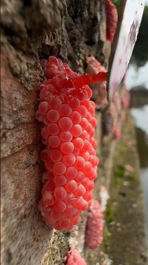 Crush These Pink Eggs or Regret It! 🐚⚠️